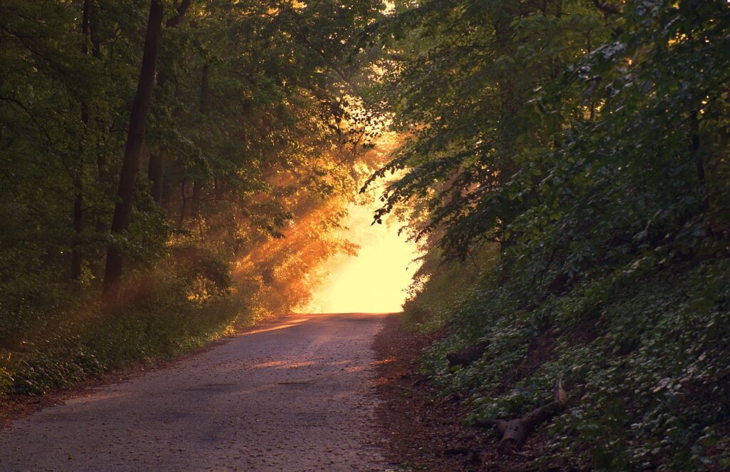 forest, path, sunset-166733.jpg